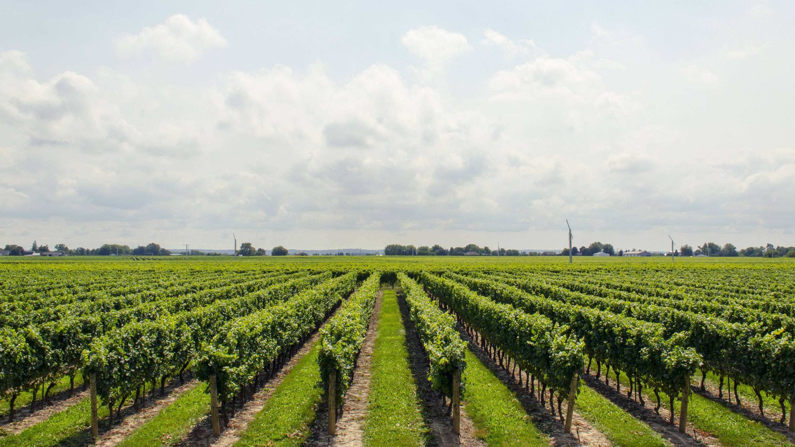 residence-zodiacus-bari-vineyard
